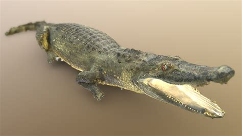 Черный кайман | Black caiman - Download Free 3D model by darwinmuseum.ru [fe345a7] - Sketchfab