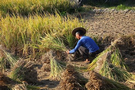 outdoor, nature, food, agriculture, farm, farmer, farmland, straw | Piqsels