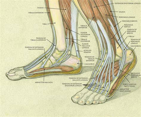 Foot Diagram Bottom Tendons