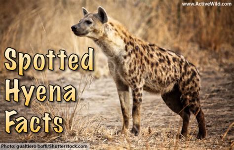 Spotted Hyena Facts, Pictures & Video. In-Depth Information On A Fearsome African Predator.