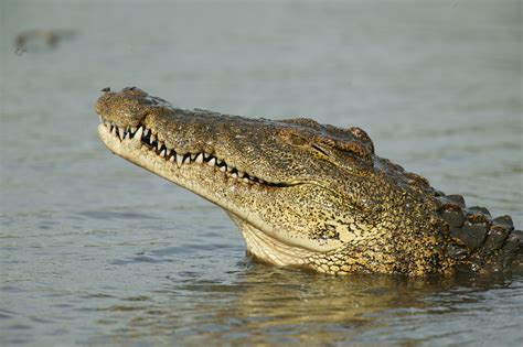 Nile Crocodile Attacks Human