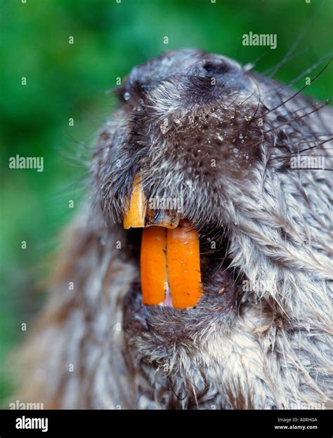 Beaver Teeth Stock Photos & Beaver Teeth Stock Images - Alamy