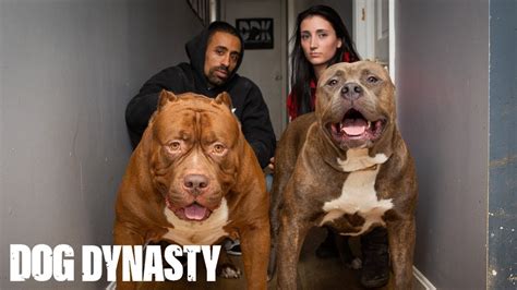 Kong: The 150lb Pitbull Puppy Set To Outgrow Hulk | DOG DYNASTY - YouTube