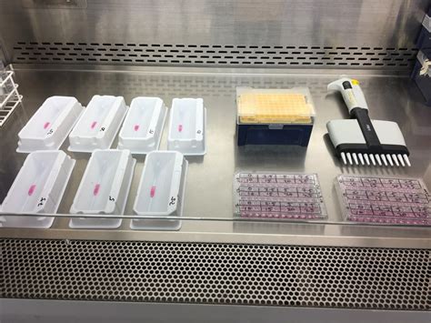 Cell Viability Assay - Day 3 - Diary Of A Cancer Researcher