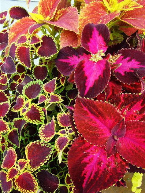 A Reliable Stunner : Coleus