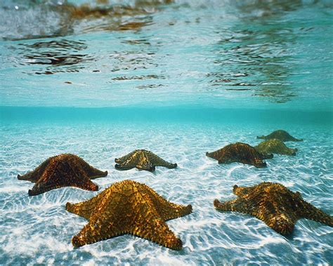 Sea Stars wallpaper | 1280x1024 | #46614