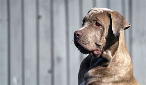 Daniff 101: (English Mastiff x Great Dane)