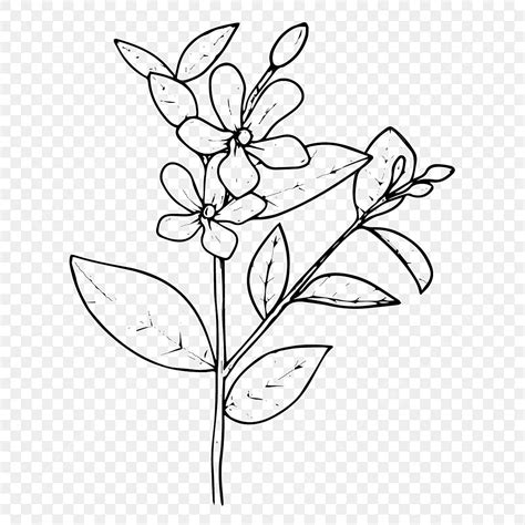 Minimalist Flower Sketch, Flower Drawing, Minimalist Flower Drawing, Minimalist Drawing PNG and ...