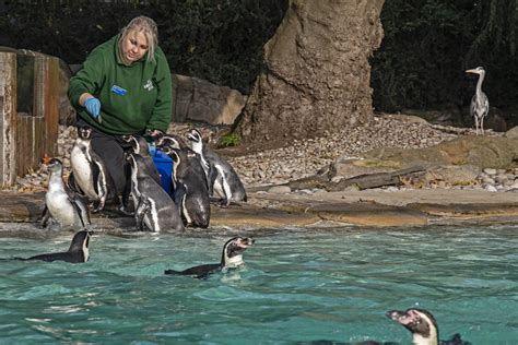 The penguins of London Zoo: Traditionally good parents, occasionally ...