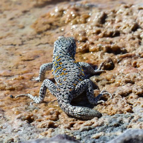 Atacama Desert - Salt Flats: Lizard - Travel Badger