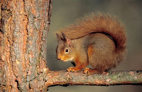 Wildlife in the Cairngorms National Park