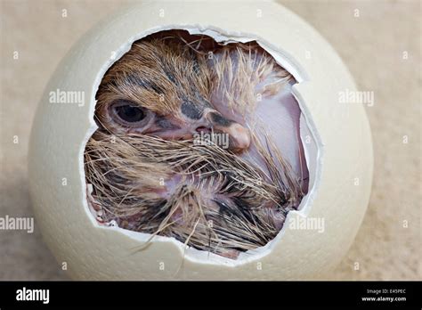 Ostrich (Struthio camelus) chick hatching from egg, Africa, captive ...