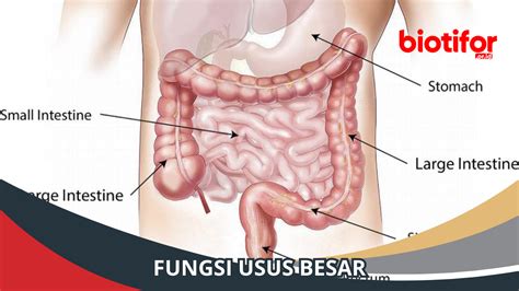 Fungsi Usus Besar: Pentingnya Organ Pencernaan ini! - Biotifor