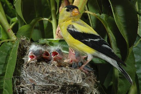 Goldfinch, Pine siskin, Cute animals