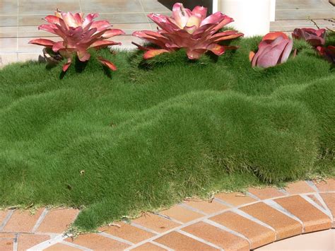 Korea Grass (Zoysia) - Amber Leaf Landscaping | Sunshine Coast ...