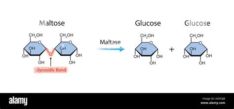 Scientific Designing of Maltase Enzyme Effect on Maltose Molecule. Colorful Symbols. Vector ...