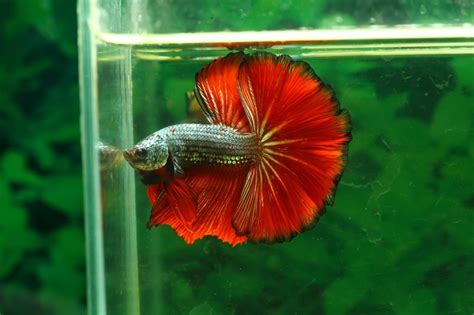 Best Betta Fish Food: How to Feed Your Betta the Perfect Diet (GUIDE)