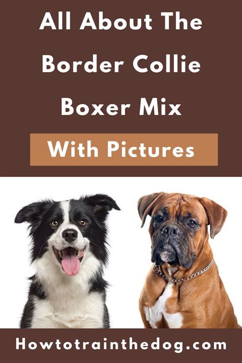 Your Ultimate Guide To The Border Collie Boxer Mix (Boxollie) With ...