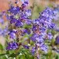 Colorado Springs Utilities Xeriscaping - Blue Mist Penstemon