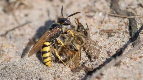 What Eats Bees In The Food Chain - Beekeeper Tips