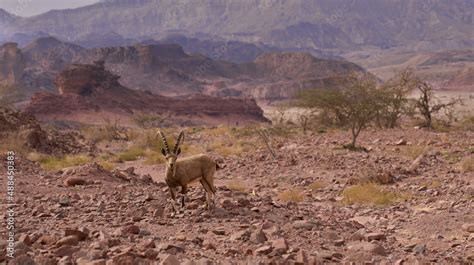 Nubian ibex in the Timna park, Negev desert, Israel. Extinct desert ...