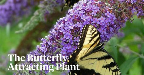 The Butterfly Bush - A Favorite Nectar Source for Butterflies - Article ...