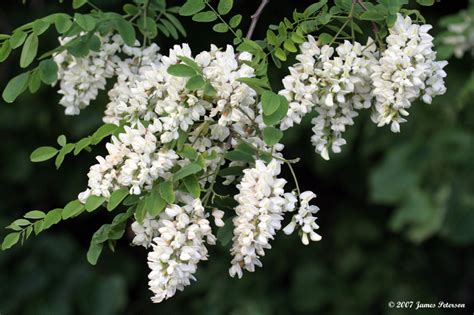 Honey Locust Tree Flowers (16966) photo - Jim Peterson photos at pbase.com