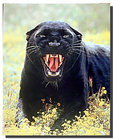 Snarling Panther Poster | Animal Posters