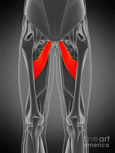 Adductor Brevis Muscle Photograph by Sebastian Kaulitzki/science Photo ...