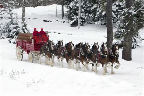 Budweiser Clydesdale Hitch Requirements: To qualify for one of the ...