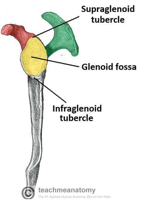 The Scapula - Surfaces - Fractures - Winging - TeachMeAnatomy