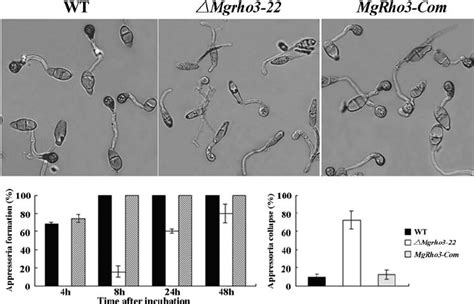 Appressorium formation of the Mg rho3 deletion mutant on artificial... | Download Scientific Diagram