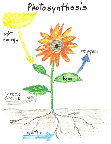 Plant Food - Photosynthesis - Jake's Nature Blog