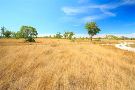 Savannah Landscape stock image. Image of green, plant - 35367047