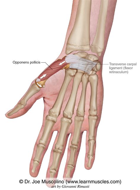 Opponens Pollicis - Learn Muscles