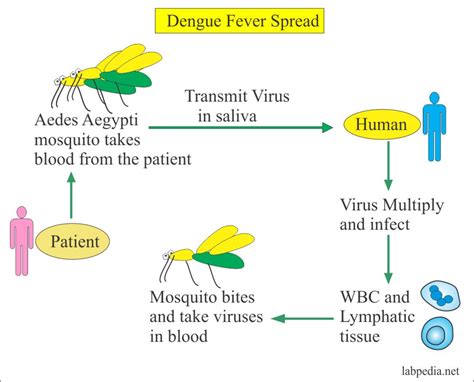 Dengue Fever, Dengue Hemorrhagic Fever – Labpedia.net