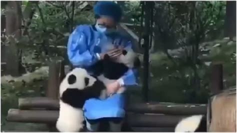 This zookeeper bottle-feeding a baby panda will make you smile. Viral ...