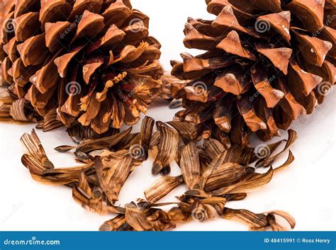 Pine Cones & Seeds stock image. Image of nature, seasonal - 48415991