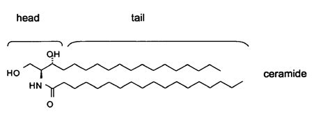 Patent EP1816998B1 - Formulations comprising ceramides and/or ...