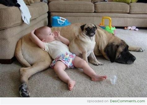 Baby-and-Funny-Dogs - Desi Comments