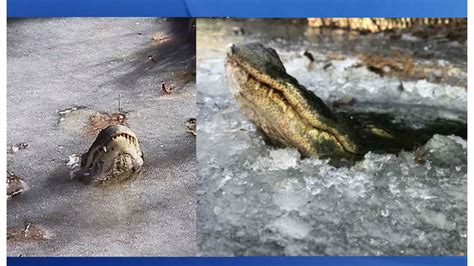 Alligators freeze in NC swamp with noses above ice