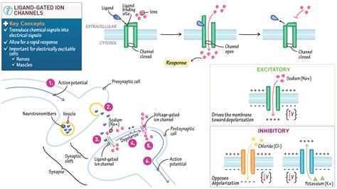 Anatomy & Physiology: Ligand-Gated Ion Channels | ditki medical & biological sciences