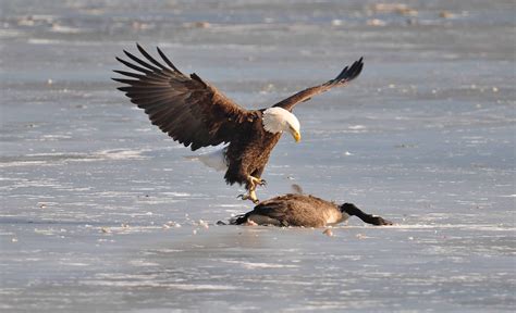 Bald Eagle Attacks Human - Disa