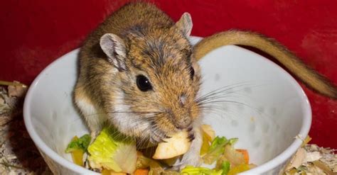 Gerbil Lifespan: How Long Do Gerbils Live? - A-Z Animals