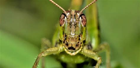 Natural Repellent For Garden Pests - The Gardener