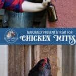 Naturally Treating Chicken Mites with Essential Oils and Garlic - Amy K ...