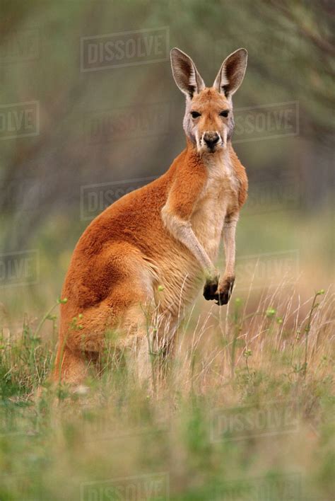 Red kangaroo, Macropus rufus, Finke Gorge National Park, Australia - Stock Photo - Dissolve