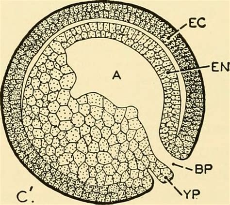 Image from page 61 of "Chordate anatomy" (1939) | Title: Cho… | Flickr