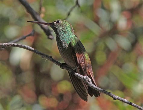 Hummingbirds of North America - 20 Species with pictures - Bird Advisors