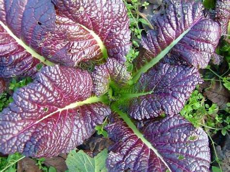 How to Plant, Grow, and Harvest Mustard Greens -Harvest to Table